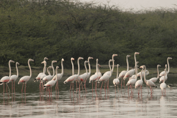 Sur Sarovar Bird Sanctuary, Golden Triangle Tour