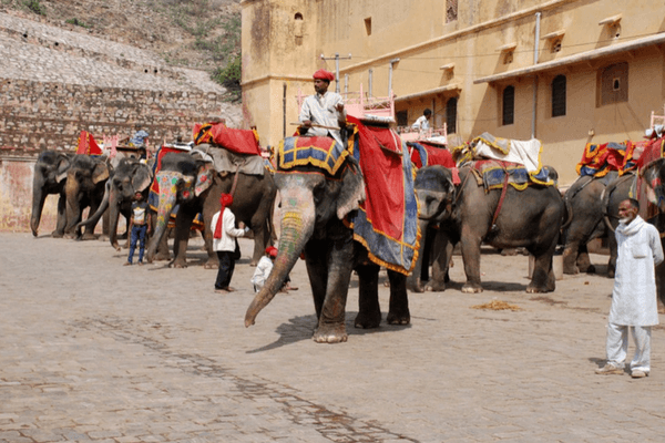 Elephant Farm in Jaipur, Golden Triangle Tour