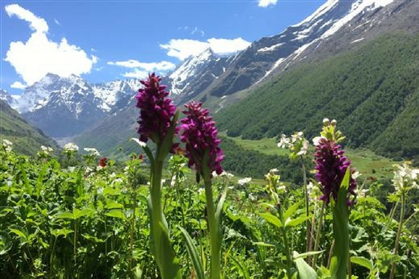 Valley of flowers, Chamoli, Uttarakhand