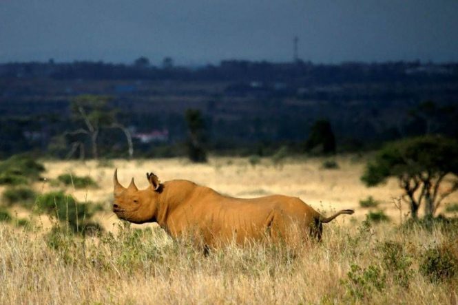 Bandhavgarh, Madhya Pradesh