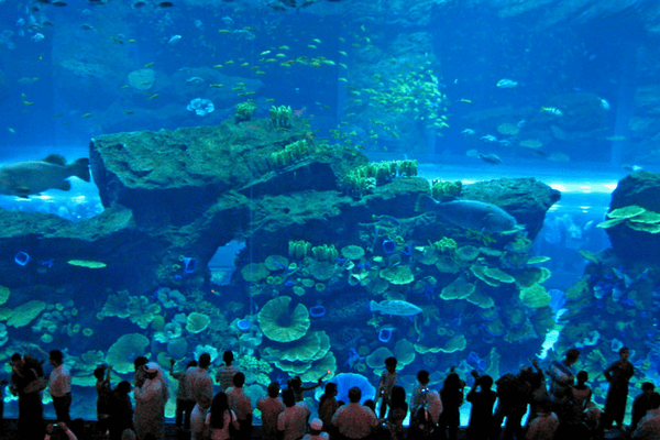 Dubai Mall Aquarium