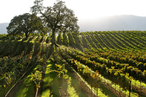 Sonoma, California, Best Honeymoon Destination