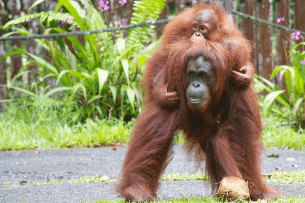 Semenggoh Nature Reserve, Malaysia