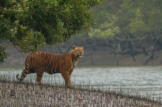 Sundarban - Places to visit in Kolkata