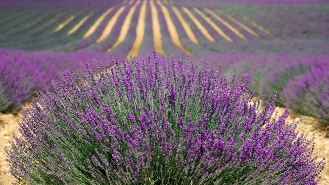 Spring In France - Best Time to Visit France