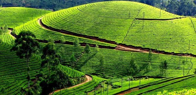 Ooty-Top 10 Hill Stations near Bangalore