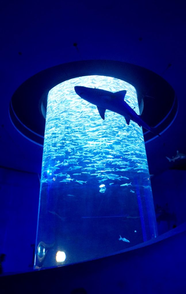 The Ocean Park Hong Kong