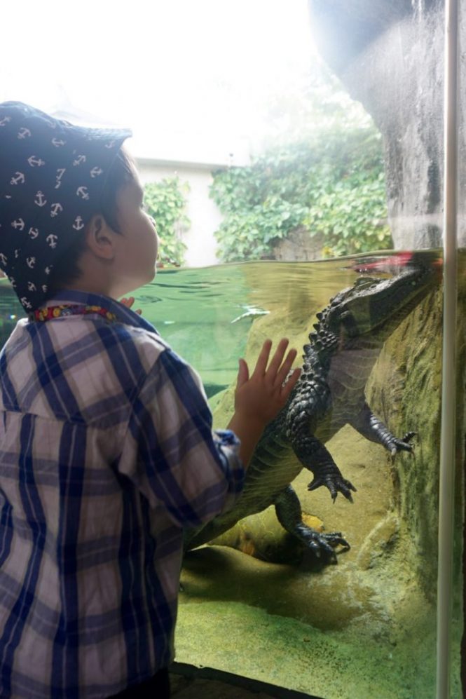 The Ocean Park Hong Kong