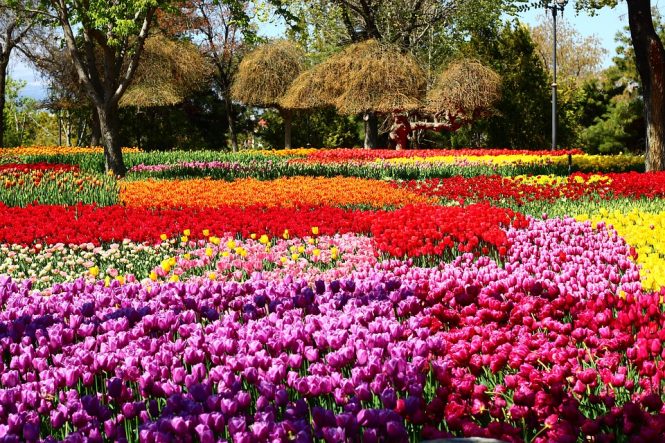 Kashmir Tulip Festival - Experience a Rainbow of Colours Kashmir Tulip Festival - Experience a Rainbow of Colours