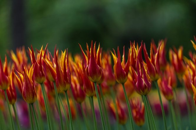Kashmir Tulip Festival - Experience a Rainbow of Colours Kashmir Tulip Festival - Experience a Rainbow of Colours
