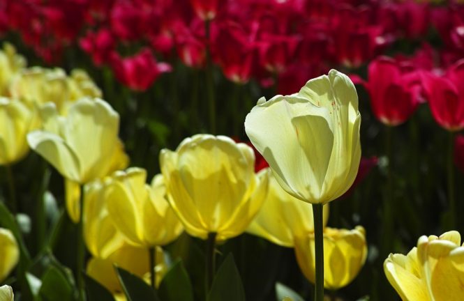 Kashmir Tulip Festival - Experience a Rainbow of Colours Kashmir Tulip Festival - Experience a Rainbow of Colours