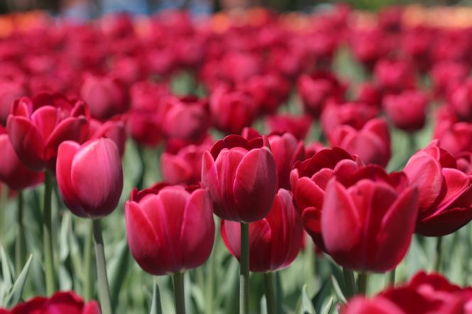 Kashmir Tulip Festival - Experience a Rainbow of Colours Kashmir Tulip Festival - Experience a Rainbow of Colours