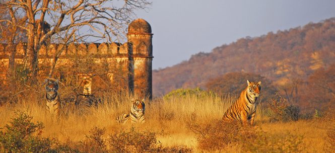 Ranthambore Tiger Reserve - national parks in india