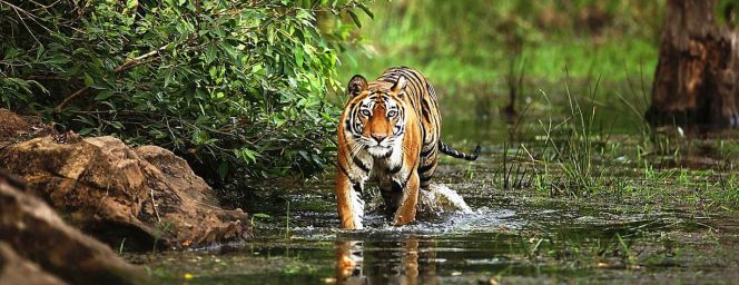 Bandhavgarh National Park - National parks in india