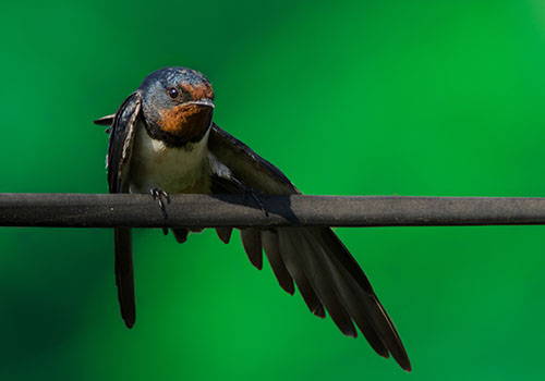 Bird Watching Bird Watching