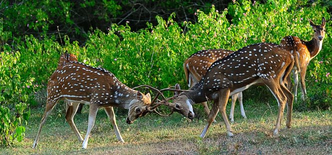 Bandipur National Park - National parks in india