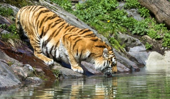 Helsinki Zoo - Things to do in Finland