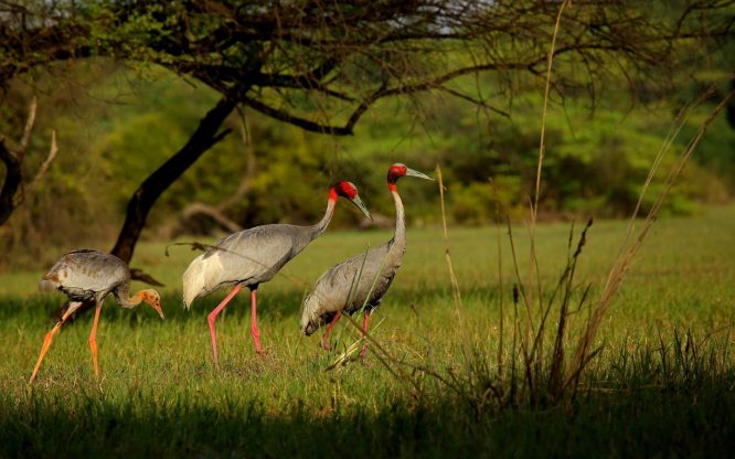 Keoladeo National Park, Bharatpur - National Parks In India