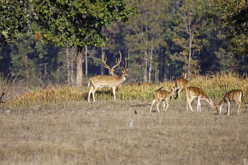 Satpura- Madhya Pradesh’s wildlife Satpura- Madhya Pradesh’s wildlife