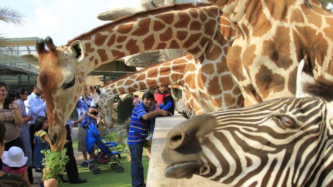 Zoo-Giraffe-Zebra-