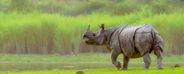Kaziranga National Park- Places to visit in North East