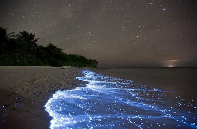 Bioluminescence - Things to do in Andaman Bioluminescence - Things to do in Andaman