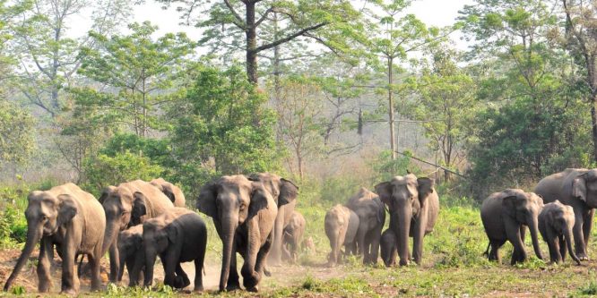 Manas National Park - national parks in India