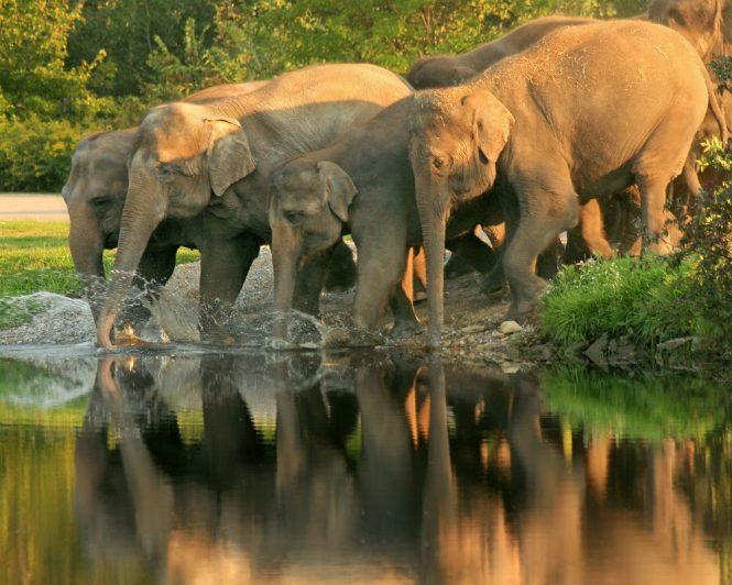 Mudumalai National Park