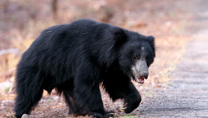 Tadoba Tiger Reserve - National parks in india