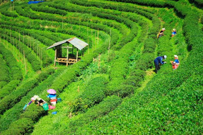Assam Tea Gardens- Places to visit in North East