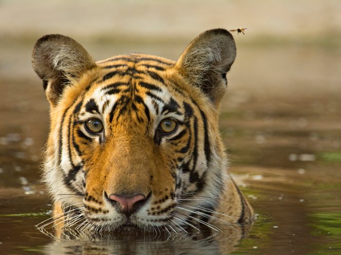 Wildlife Safari- Andaman adventures