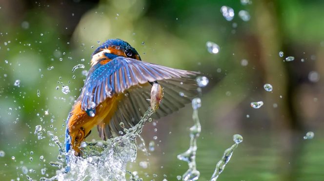 Bird Watching-Places to visit in chail