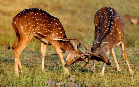 Chali Santcuary-Places to visit in chail