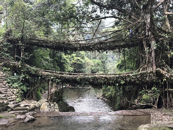 Living Root Bridge - cherrapunji