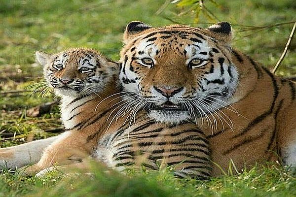 Koyna Wildlife Sanctuary-Places to Visit near Pune in monsoon