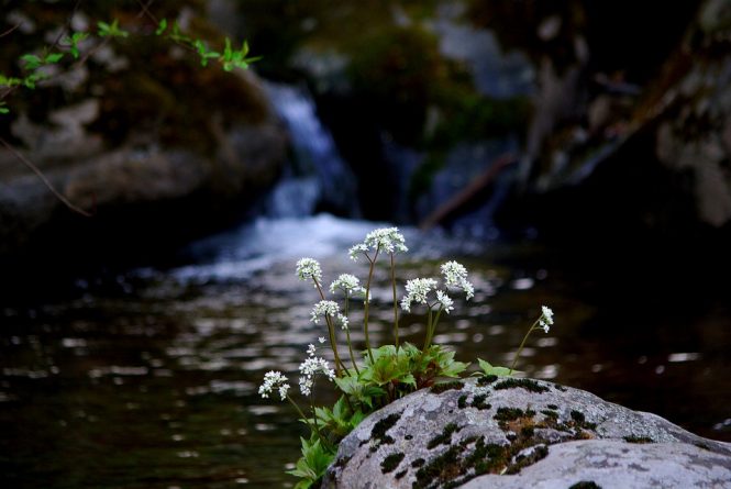 Valley of flowers- Tourist places in India