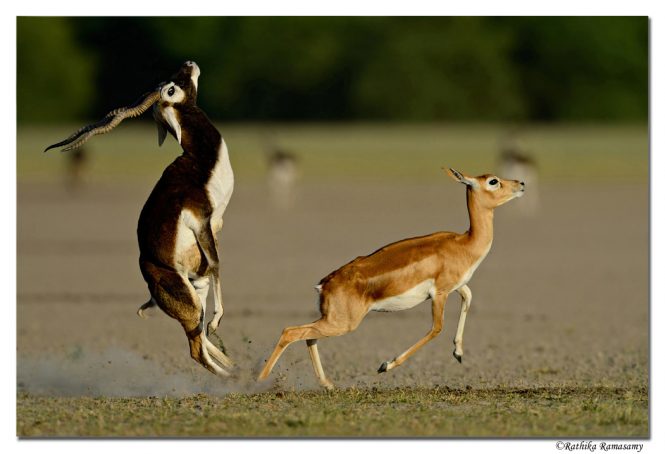  Chail Sanctuary-Places to visit in chail