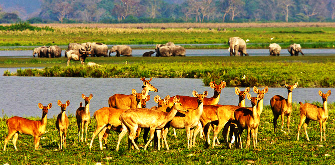  Heritage site-Kaziranga Tourism 