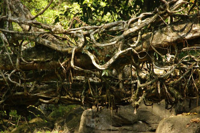 Living Root Bridges