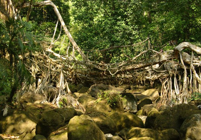 Living Root Bridges