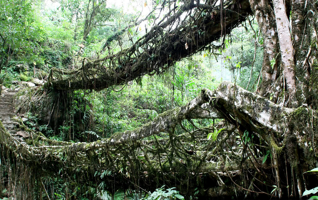 Cherrapunji root bridge