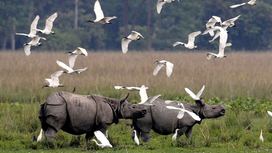 Kaziranga Tourism 
