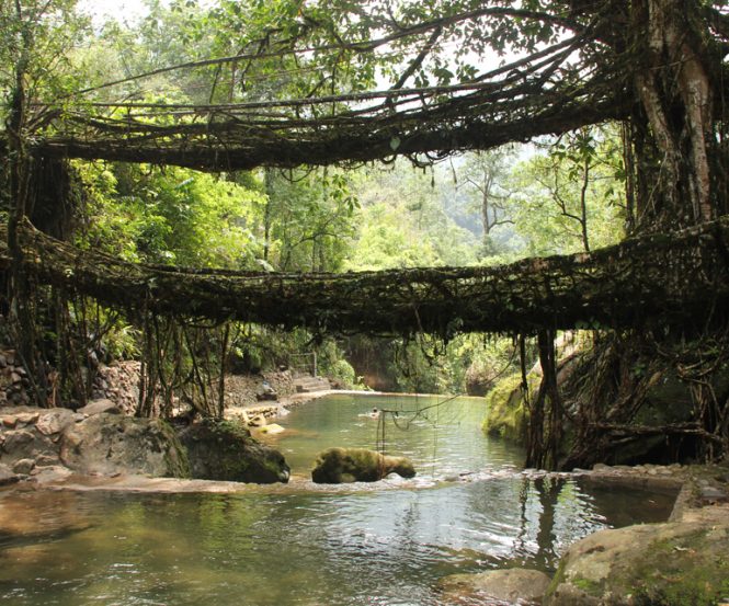 Living Root Bridges