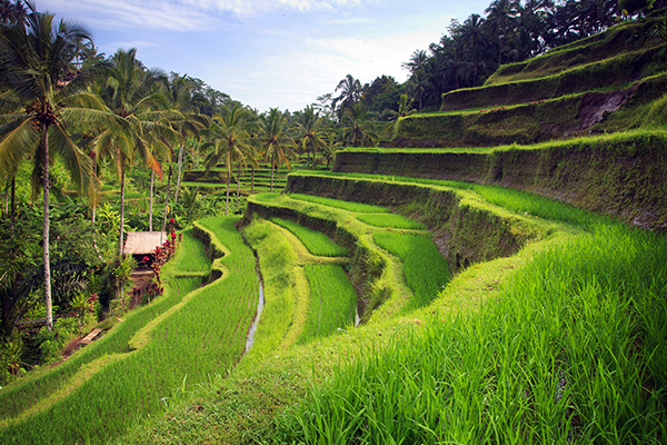 Rice field in Ubud
