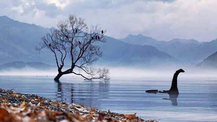 wanaka-tree-wanaka-lake