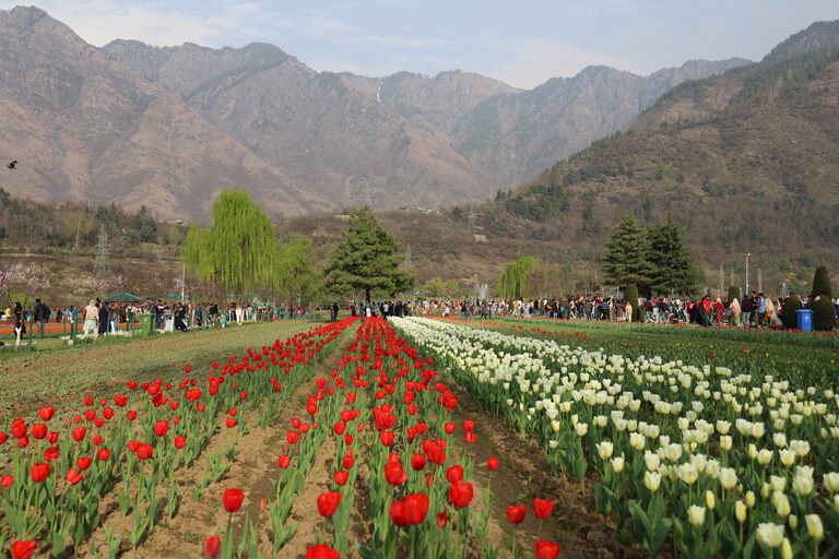 Tulip Festival