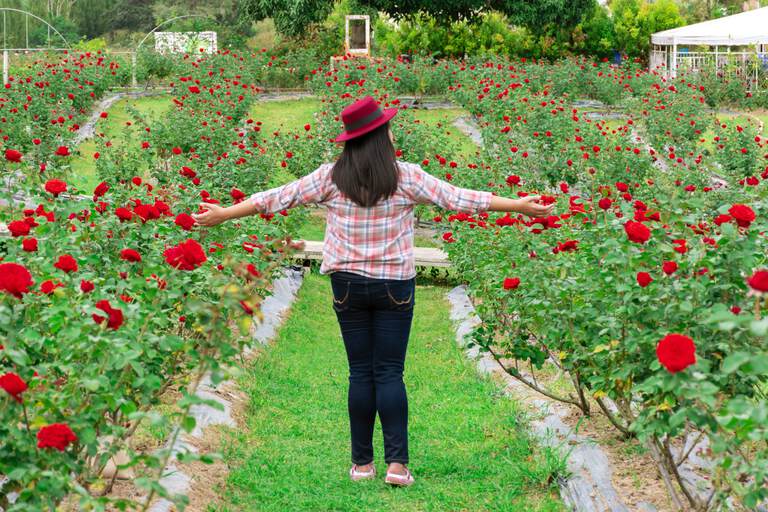 Rose Garden