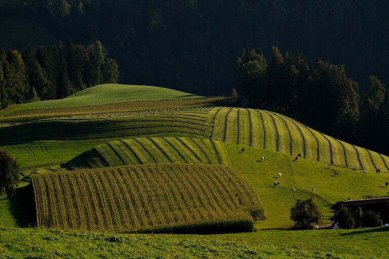 Tea Estates