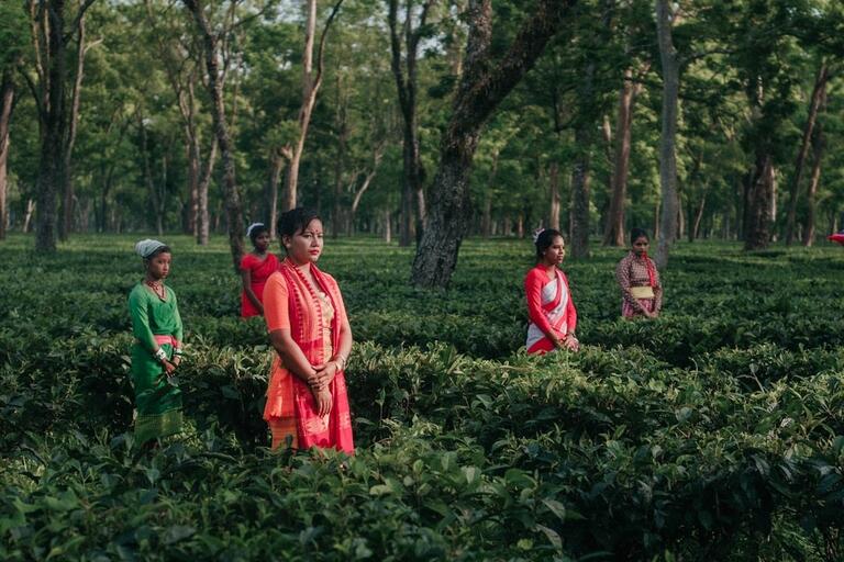 Meghalaya and Assam Tea Gardens