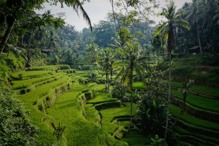 Bali Img